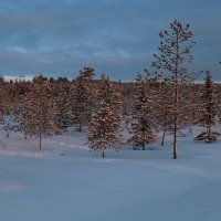 Подлесок :: Ольга 