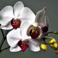 Орхидеи :: Валерий Перевозчиков