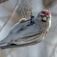 Чечетка :: Владимир Безбородов