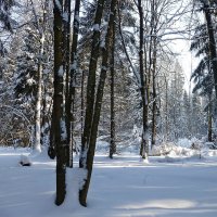 Лес в феврале :: Лидия Бусурина