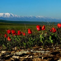 Тюльпаны Казахстана :: Алтынбек Картабай