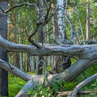 Природная скульптура. :: Алексей Трухин