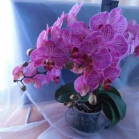 Мои орхидеи. Розовая - полное цветение. :: Ольга 