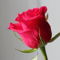 Розовая роза. :: Ирина 