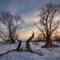 Дерева :: Виктор Четошников