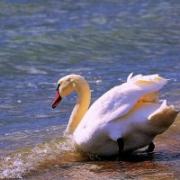 Лебедь на море :: Ольга (crim41evp)