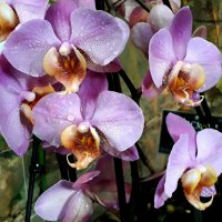 Орхидеи :: Лидия Бусурина