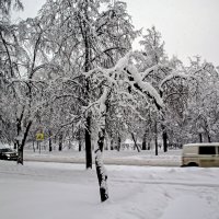 Снежная зима :: Анатолий Цыганок