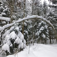 Снежный февраль :: Лидия Бусурина