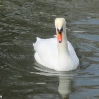 Белый лебедь на пруду :: Нина Бутко