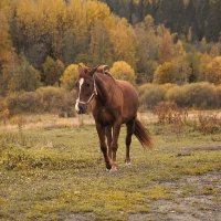 Лошадь в Карельских полях :: Мухина Наталья 