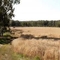 Пшеничное поле :: Влад Платов