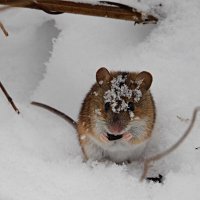 Полевая мышка обедает. :: Лина 