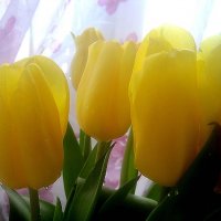 Солнечные тюльпаны :: Елена Семигина