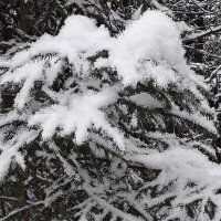 Пушистый снежок :: Лидия Бусурина