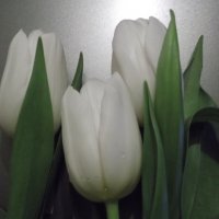 Белоснежные и нежные эти строгие цветы,так красивы и чисты! :: Анна Владимировна