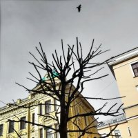 Футуристические деревья на Фурдштадской :: Игорь Корф