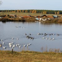 Домашние гуси по осени ,собираютья в стаи. :: Татьяна Перегудова 