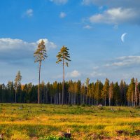 деревья умирают стоя :: Николай Соколухин