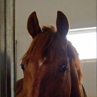 Портрет коня :: Яна Магик