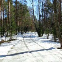 В весеннем лесу картина зимы. :: Милешкин Владимир Алексеевич 