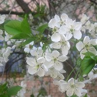 Когда цветет вишня.. :: Елена Семигина