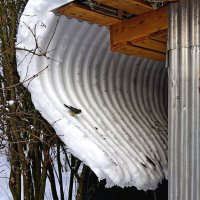 Сползающий с крыши снег :: Анатолий Мо Ка