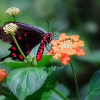Парк бабочек в Бенальмадене (Коста-дель-Соль, Испания)... :: Александр Вивчарик