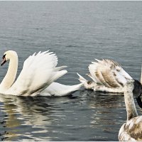 Лебеди на заливе. :: Валерия Комова