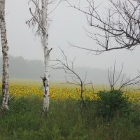 Утренний туман... :: Галина 