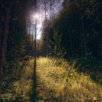 Солнечный свет в лесу :: Алексей Петропавловский