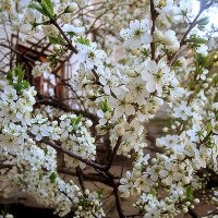Весна в мае месяце :: Елена Семигина