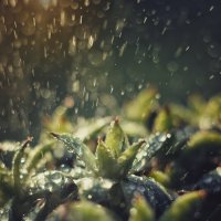 Зеленые суккуленты на рассвете под дождем :: Алина Аристова