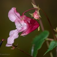 Стойкий лесной цветок под осенним дождём и ветром :: Анатолий Клепешнёв