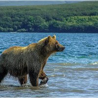 Медведи Камчатки. :: Aleksey Afonin