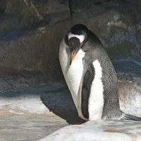 Московский Зоопарк. Папуанский пингвин. :: Наташа *****