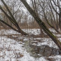 Весенние :: юрий поляков