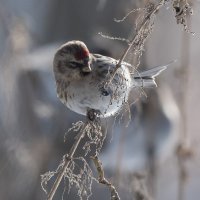 Чечетка. :: Владимир Безбородов