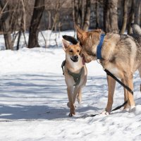 Глаша :: Алла Федосеева