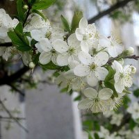 Весна :: Елена Семигина