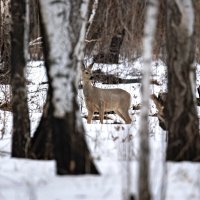 МОЛОДАЯ КОСУЛЬКА :: Володька Завитушкин