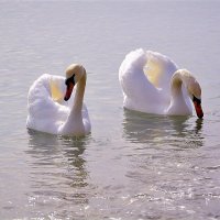 Белые лебеди, вестники радостных дней... :: Ольга (crim41evp)