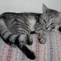 Если вам надоело быть хозяином у себя дома, заведите кота.... :: Tatiana Markova