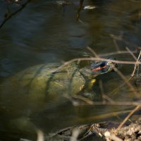 Красноухая пресноводная черепаха. :: barsuk lesnoi