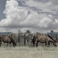 Ходють кони да вдоль забору... :: Сергей Шаврин