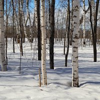 Лес апрельский :: Татьяна Лютаева