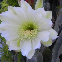 Цветок кактуса - Цереус . :: Светлана Хращевская