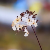 hydrangea :: Zinovi Seniak