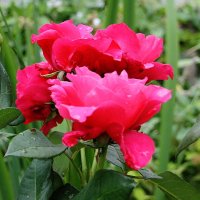 Для садовника розы — как люди, они умеют слышать и видеть.... :: Tatiana Markova