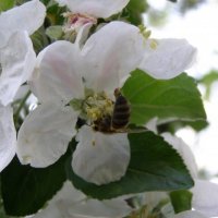 Пчела на яблоне :: Гонорий Голопупенко